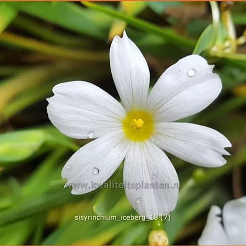 Sisyrinchium 'Iceberg'
