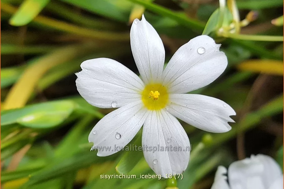 Sisyrinchium 'Iceberg'