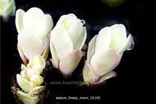 Sedum telephium 'Frosty Morn'