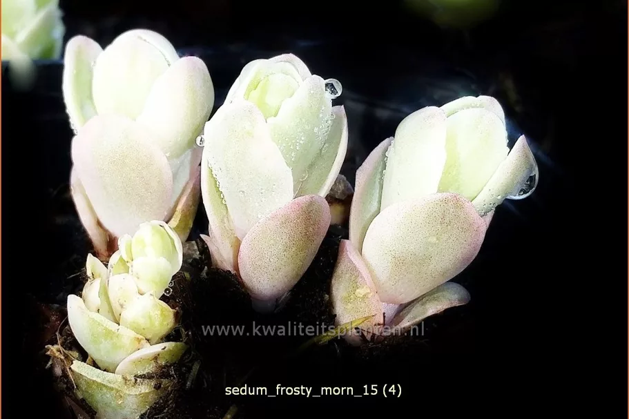 Sedum telephium 'Frosty Morn'
