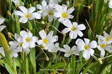 Sisyrinchium 'Iceberg'