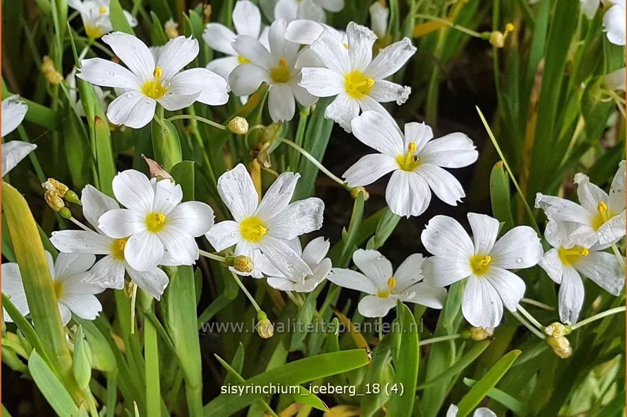 Sisyrinchium 'Iceberg'