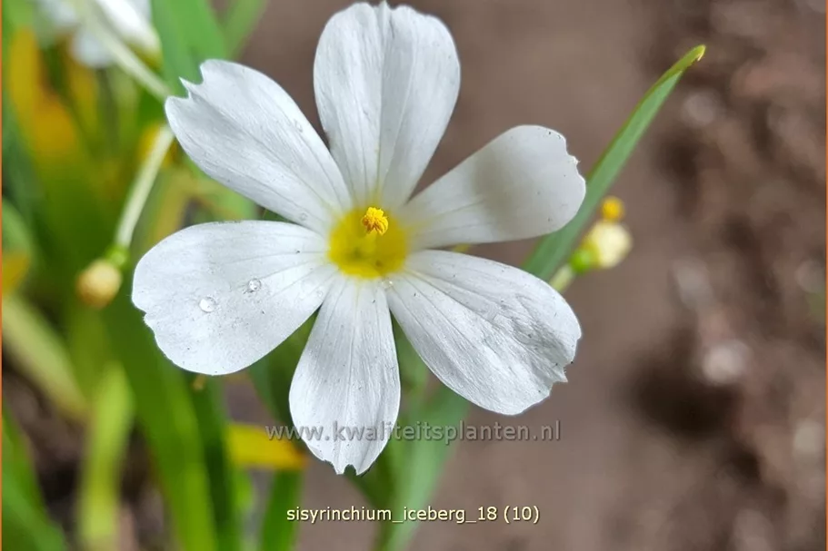 Sisyrinchium 'Iceberg'