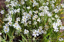 Sisyrinchium 'Iceberg'