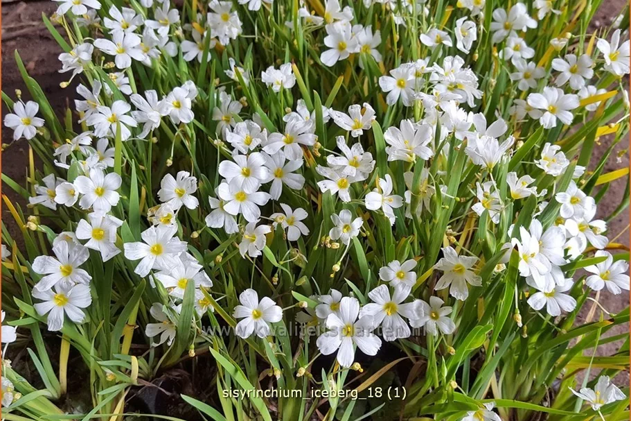 Sisyrinchium 'Iceberg'