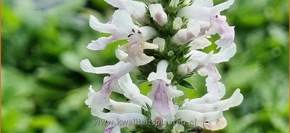 Stachys officinalis 'Alba'