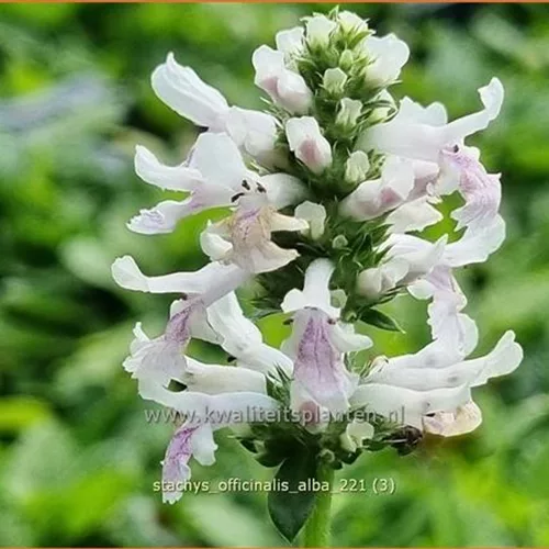 Stachys officinalis 'Alba'