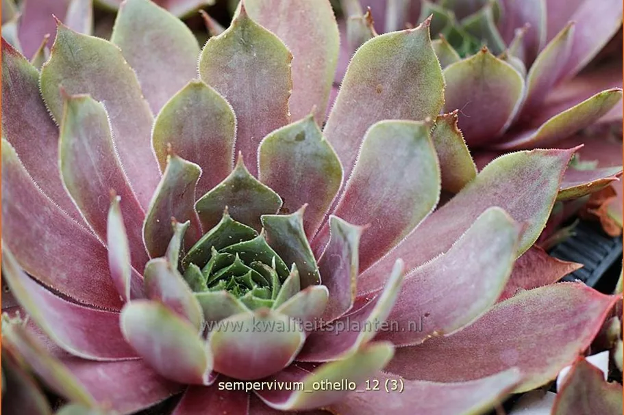 Sempervivum tectorum 'Othello'