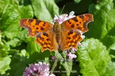 Stachys officinalis 'Rosea'