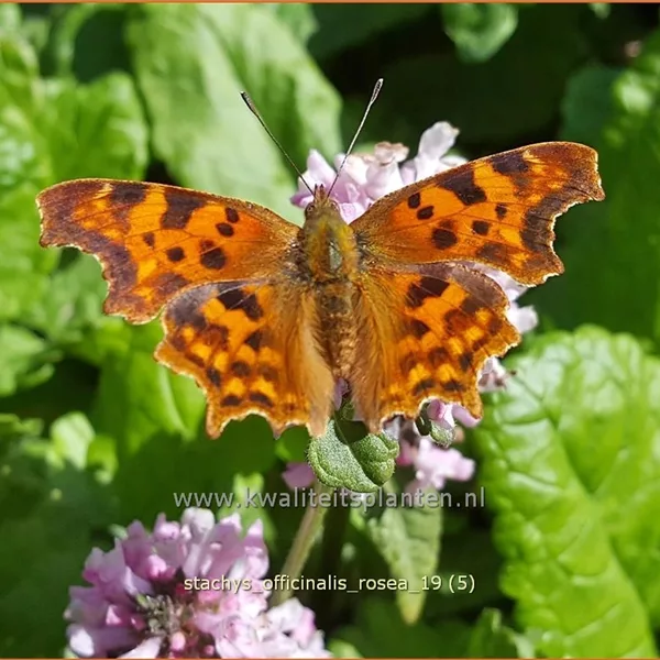 Stachys officinalis 'Rosea'