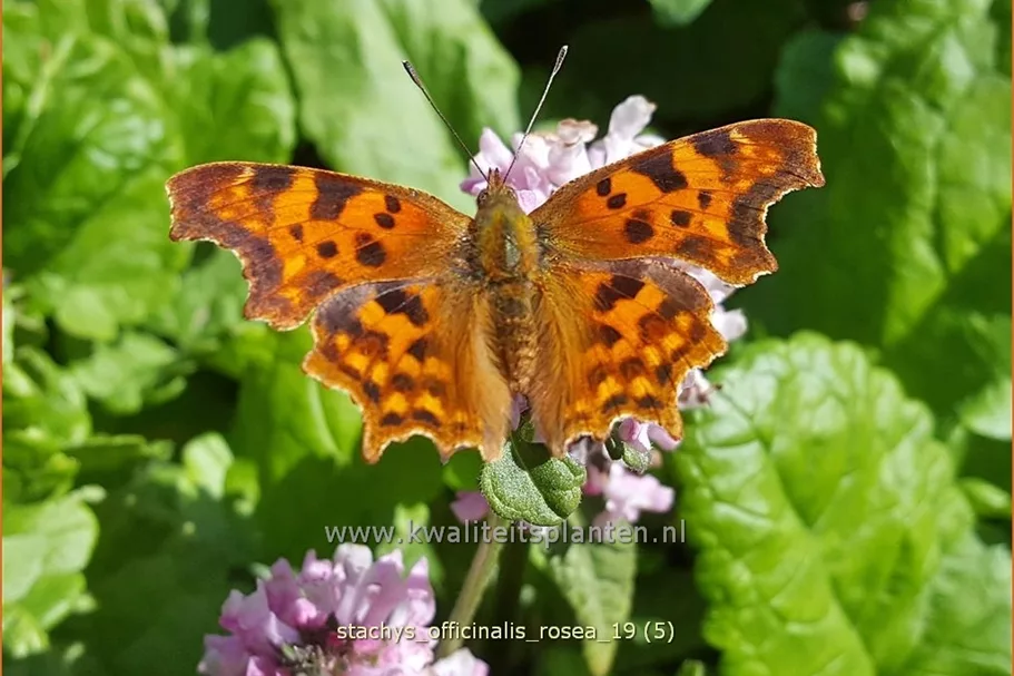 Stachys officinalis 'Rosea'