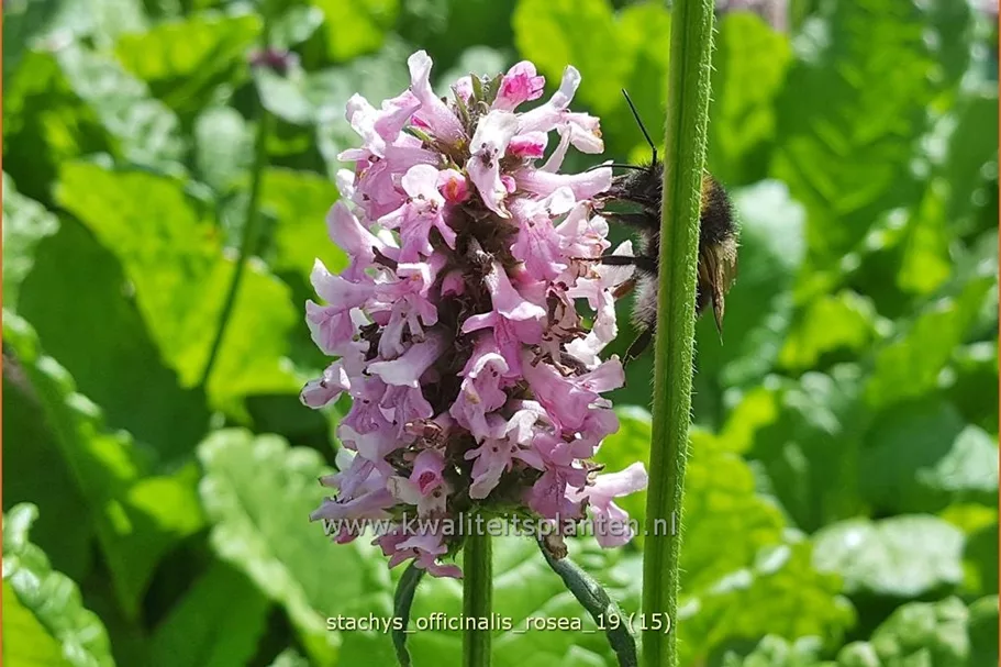 Stachys officinalis 'Rosea'