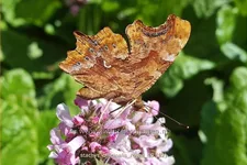 Stachys officinalis 'Rosea'