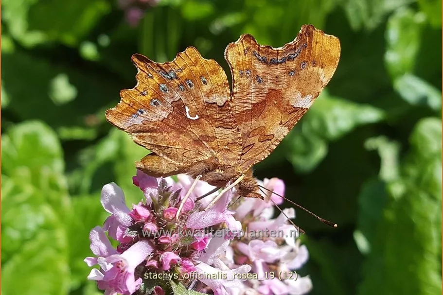 Stachys officinalis 'Rosea'