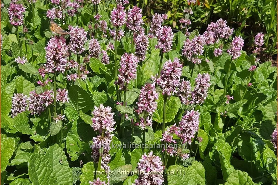 Stachys officinalis 'Rosea'