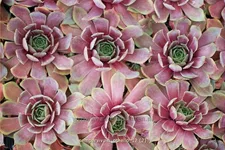 Sempervivum tectorum 'Othello'