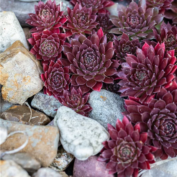 Sempervivum tectorum 'Othello'