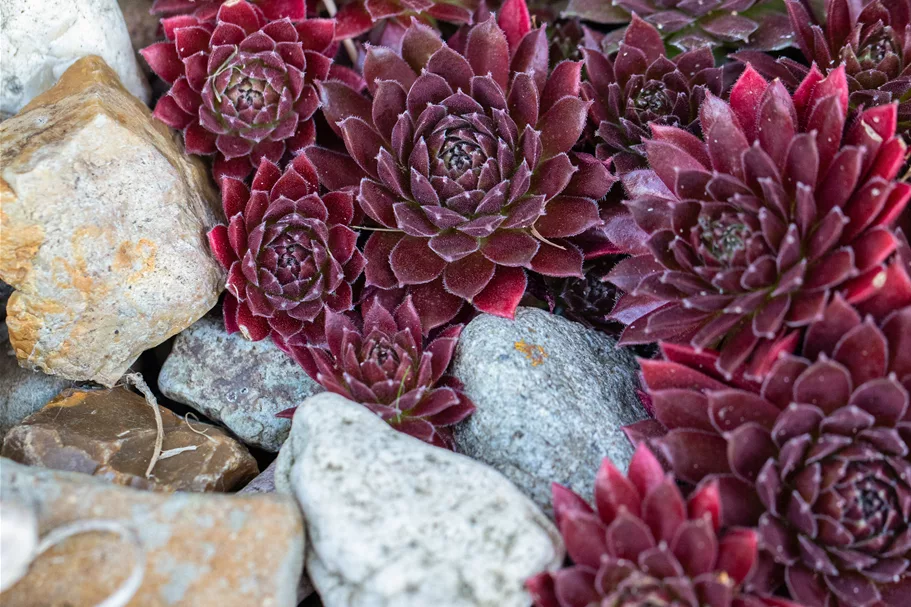 Sempervivum tectorum 'Othello'