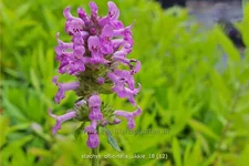 Stachys officinalis 'Ukkie' Staude im 9x9 cm Vierecktopf