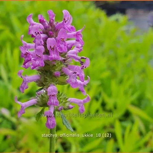 Stachys officinalis 'Ukkie'