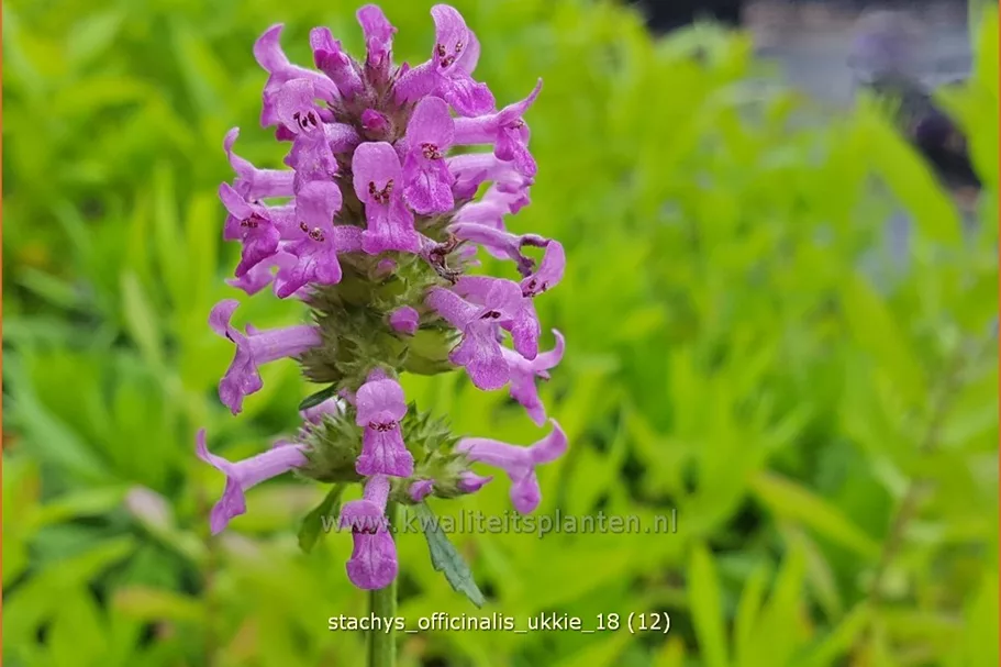 Stachys officinalis 'Ukkie' Staude im 9x9 cm Vierecktopf