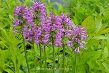 Stachys officinalis 'Ukkie' Staude im 9x9 cm Vierecktopf