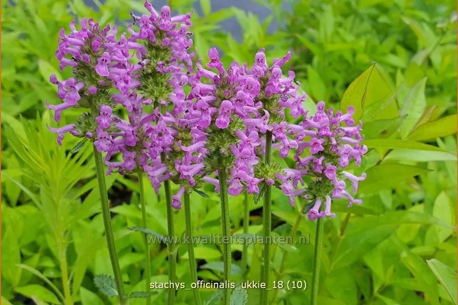 Stachys officinalis 'Ukkie' Staude im 9x9 cm Vierecktopf