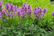 Stachys officinalis 'Ukkie' Staude im 9x9 cm Vierecktopf