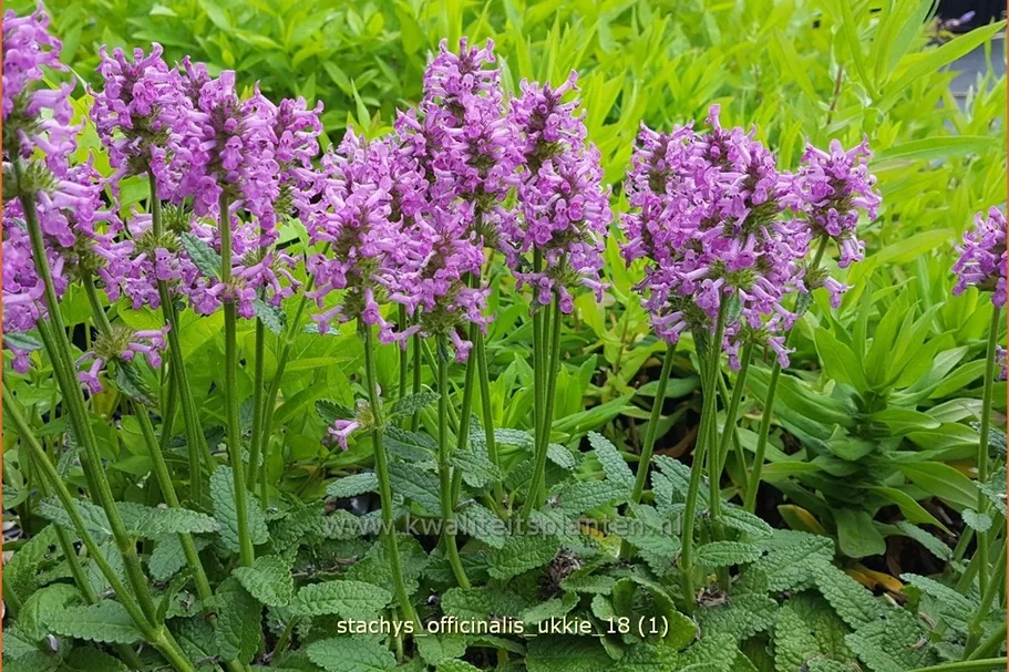 Stachys officinalis 'Ukkie' Staude im 9x9 cm Vierecktopf