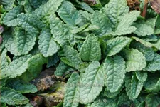 Stachys officinalis 'Ukkie' Staude im 9x9 cm Vierecktopf