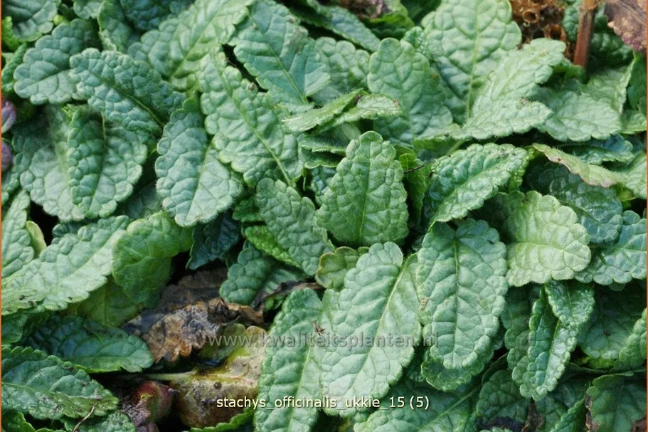 Stachys officinalis 'Ukkie' Staude im 9x9 cm Vierecktopf
