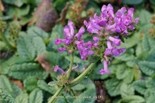 Stachys officinalis 'Ukkie' Staude im 9x9 cm Vierecktopf