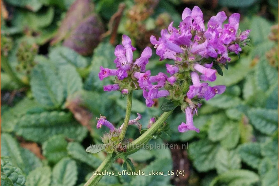 Stachys officinalis 'Ukkie' Staude im 9x9 cm Vierecktopf