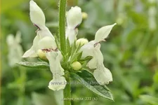 Stachys recta