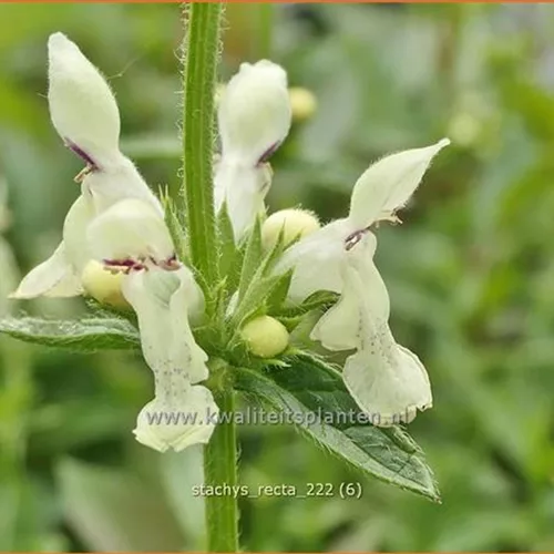 Stachys recta
