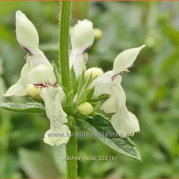 Stachys recta
