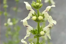 Stachys recta