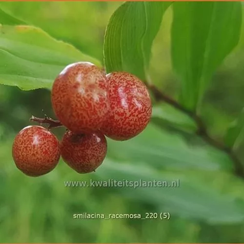 Smilacina racemosa