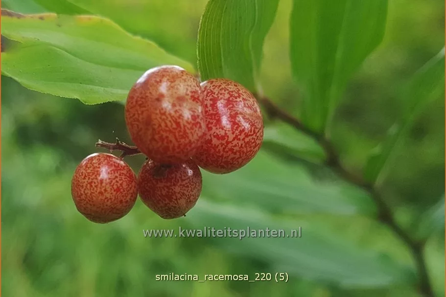 Smilacina racemosa