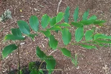 Smilacina racemosa