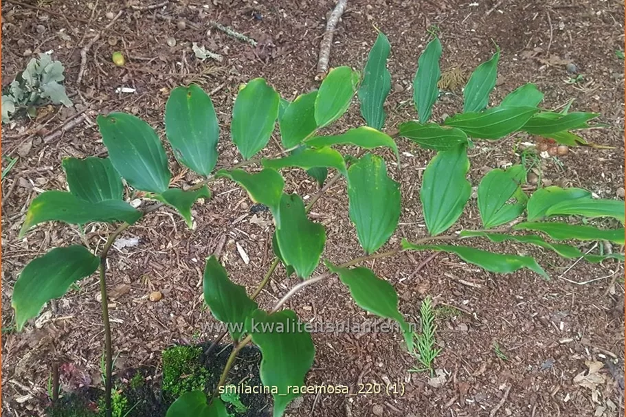 Smilacina racemosa