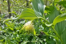 Smilacina racemosa