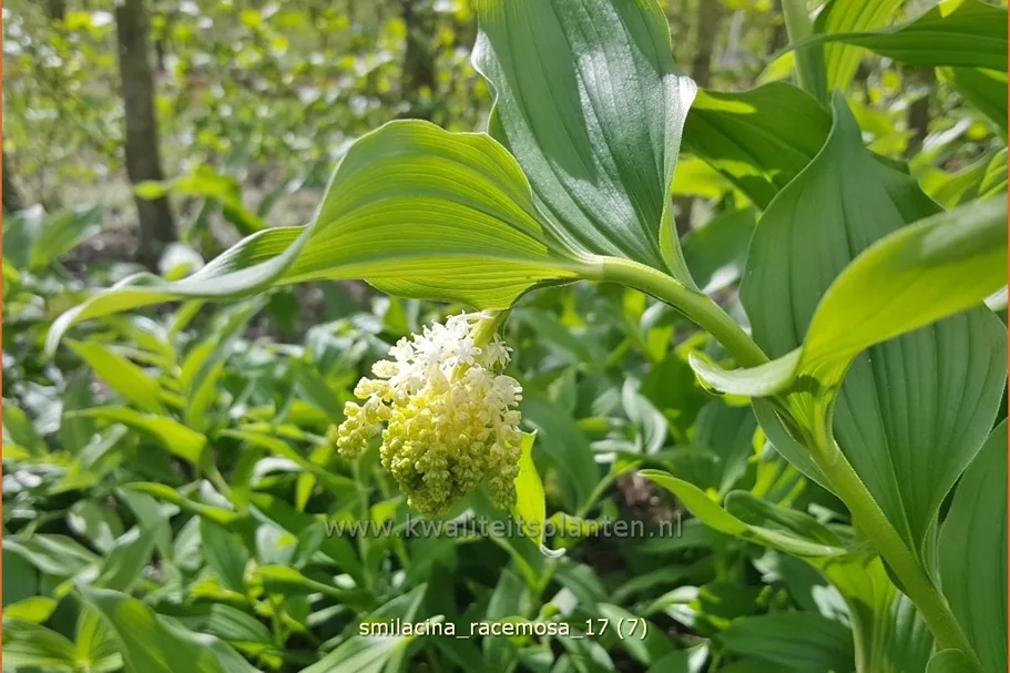 Smilacina racemosa