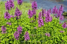 Stachys monnieri 'Summer Romance'