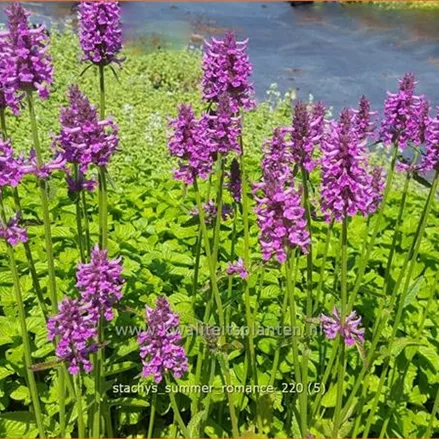 Stachys monnieri 'Summer Romance'