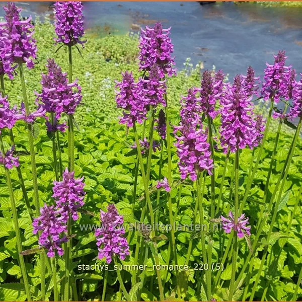 Stachys monnieri 'Summer Romance'