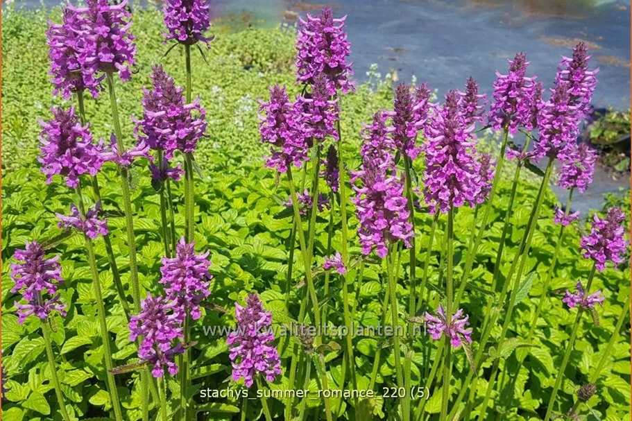 Stachys monnieri 'Summer Romance'