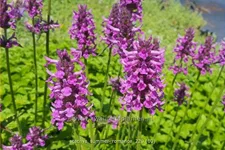 Stachys monnieri 'Summer Romance'