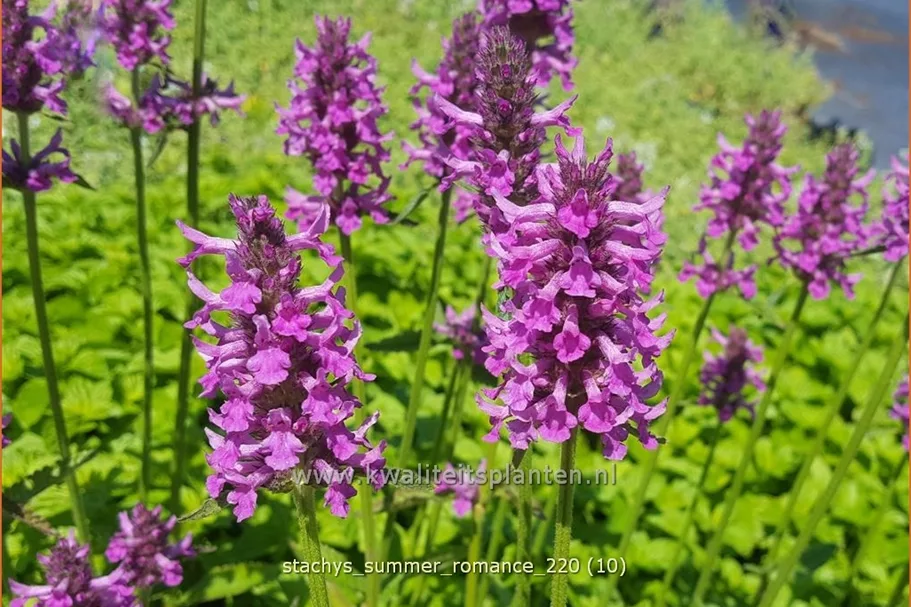Stachys monnieri 'Summer Romance'