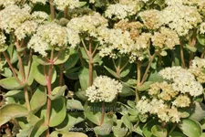 Sedum telephium 'Gooseberry Fool'